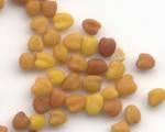Fehér és lódi here Trifolium repens Elsősorban füves