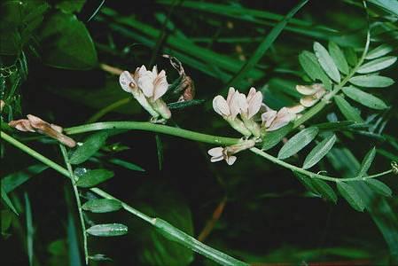 Pannon bükköny Vicia pannonica Hasonló a szöszös