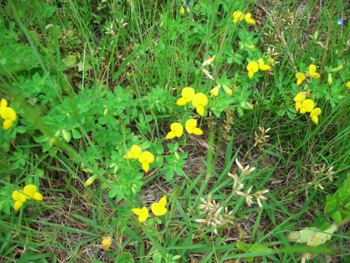 Szarvaskerep Lotus corniculatus Szénának és zölden is etethető