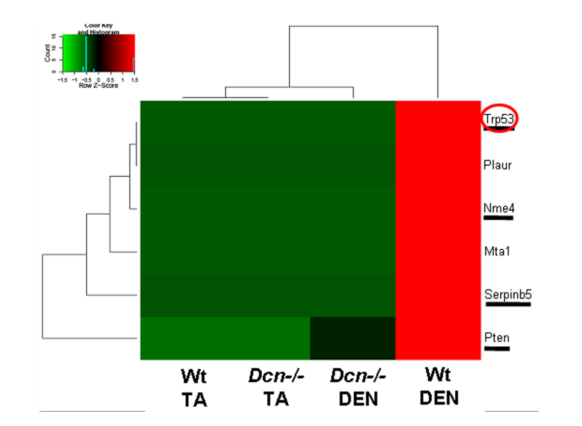 C Színek: Sejtciklus ERK1/2 MAPK útvonal HGF-Akt útvonal p38 MAPK útvonal Apoptózis Tumorszuppresszorok 37. ábra. A génexpressziós változások heat map ábrázolása. A. Mindkét kezelésben szignifikánsan változott gének.