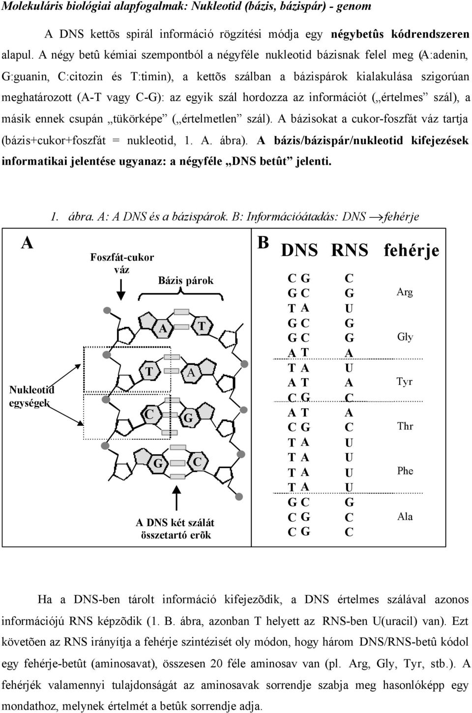 egyik szál hordozza az információt ( értelmes szál), a másik ennek csupán tükörképe ( értelmetlen szál). A bázisokat a cukor-foszfát váz tartja (bázis+cukor+foszfát = nukleotid, 1. A. ábra).