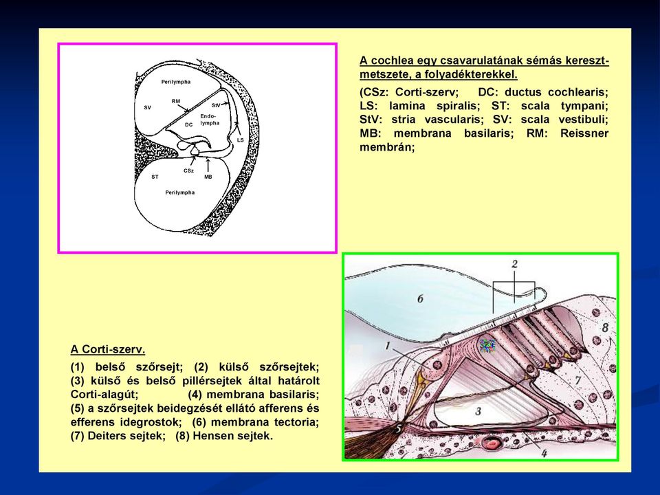 basilaris; RM: Reissner membrán; ST CSz MB Perilympha A Corti-szerv.