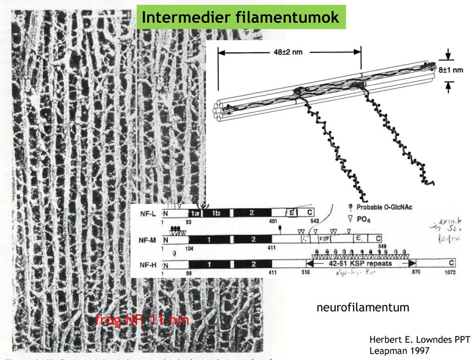 11 nm neurofilamentum
