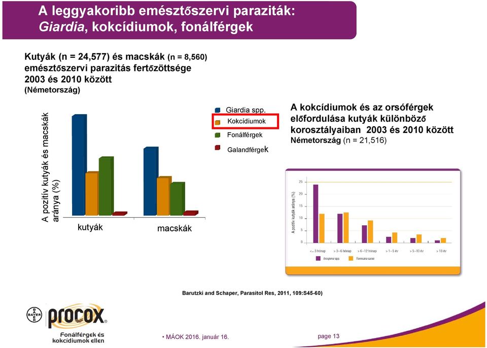 macskák Giardia spp.