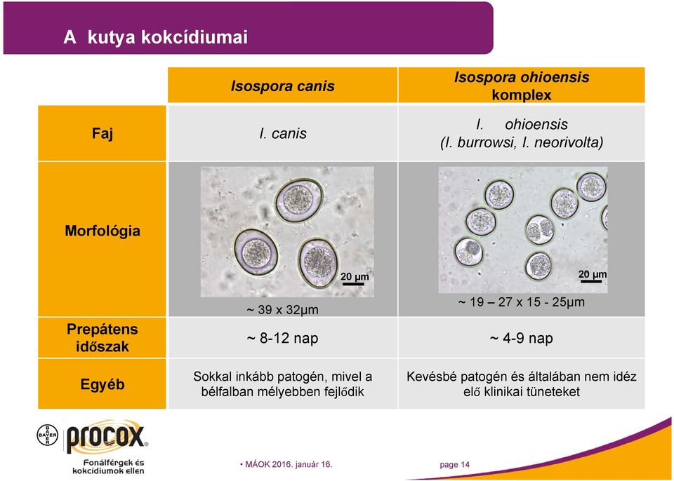 neorivolta) Morfológia 20 µm 20 µm Prepátens időszak ~ 39 x 32µm ~ 19 27 x 15-25µm ~ 8-12