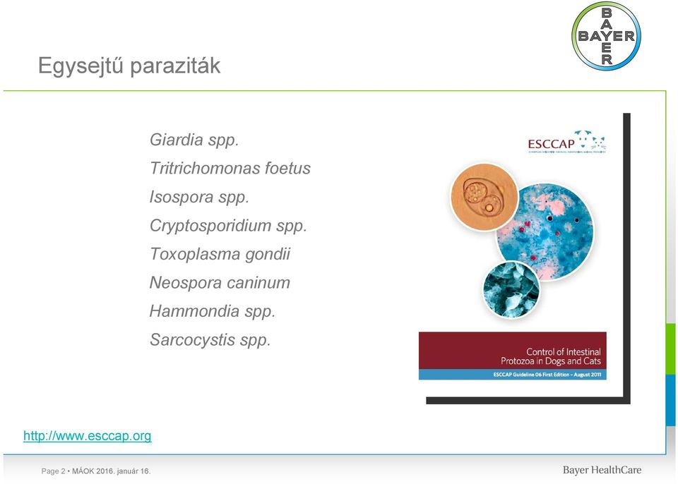 Cryptosporidium spp.