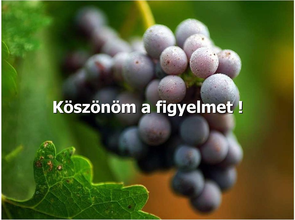 figyelmet!