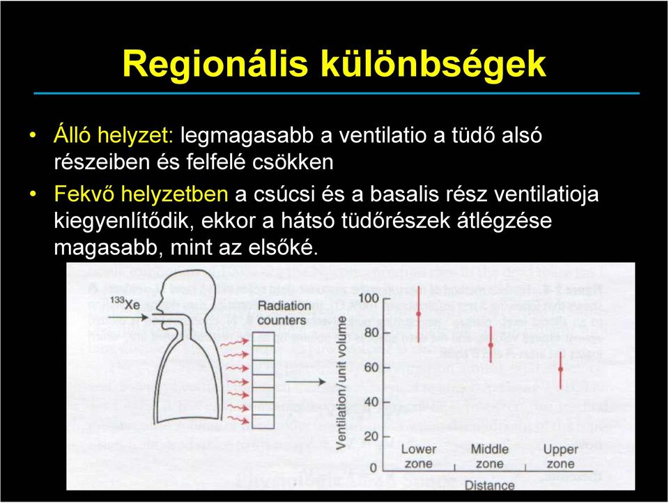 helyzetben a csúcsi és a basalis rész ventilatioja