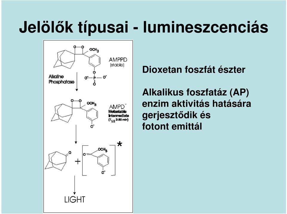 foszfatáz (AP) enzim aktivitás