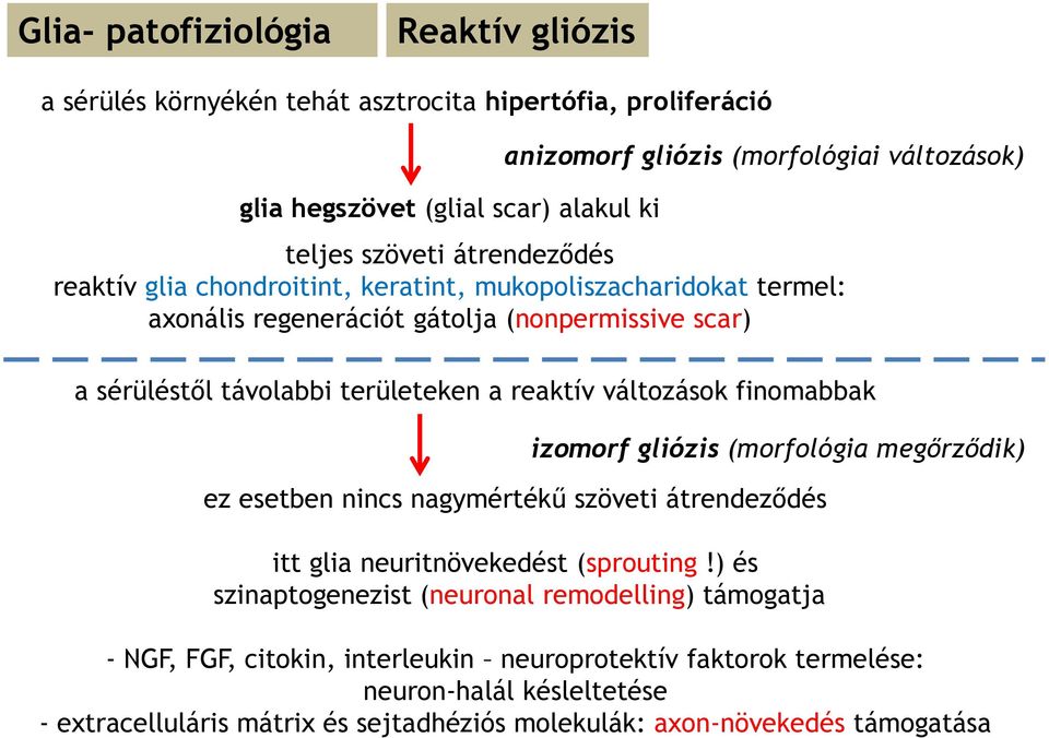 változások finomabbak izomorf gliózis (morfológia megőrződik) ez esetben nincs nagymértékű szöveti átrendeződés itt glia neuritnövekedést (sprouting!