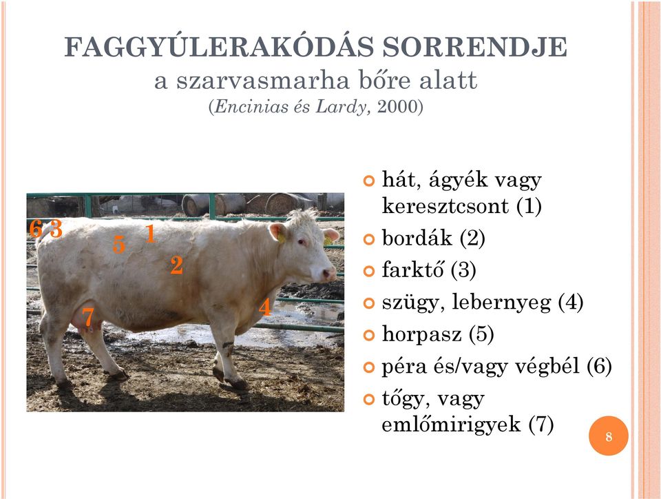 keresztcsont (1) bordák (2) farktı (3) 7 4 szügy,