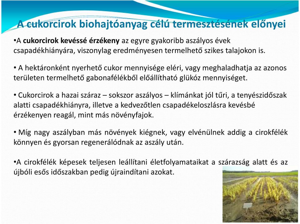 Cukorcirok a hazai száraz sokszor aszályos klímánkat jól tűri, a tenyészidőszak alatti csapadékhiányra, illetve a kedvezőtlen csapadékeloszlásra kevésbé érzékenyen reagál, mint más növényfajok.