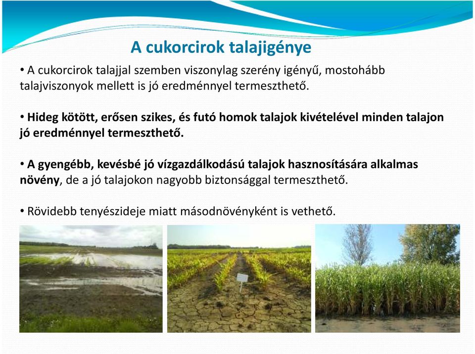 Hideg kötött, erősen szikes, és futó homok talajok kivételével minden talajon jó eredménnyel termeszthető.