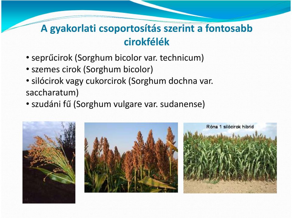 technicum) szemes cirok (Sorghum bicolor) silócirok vagy