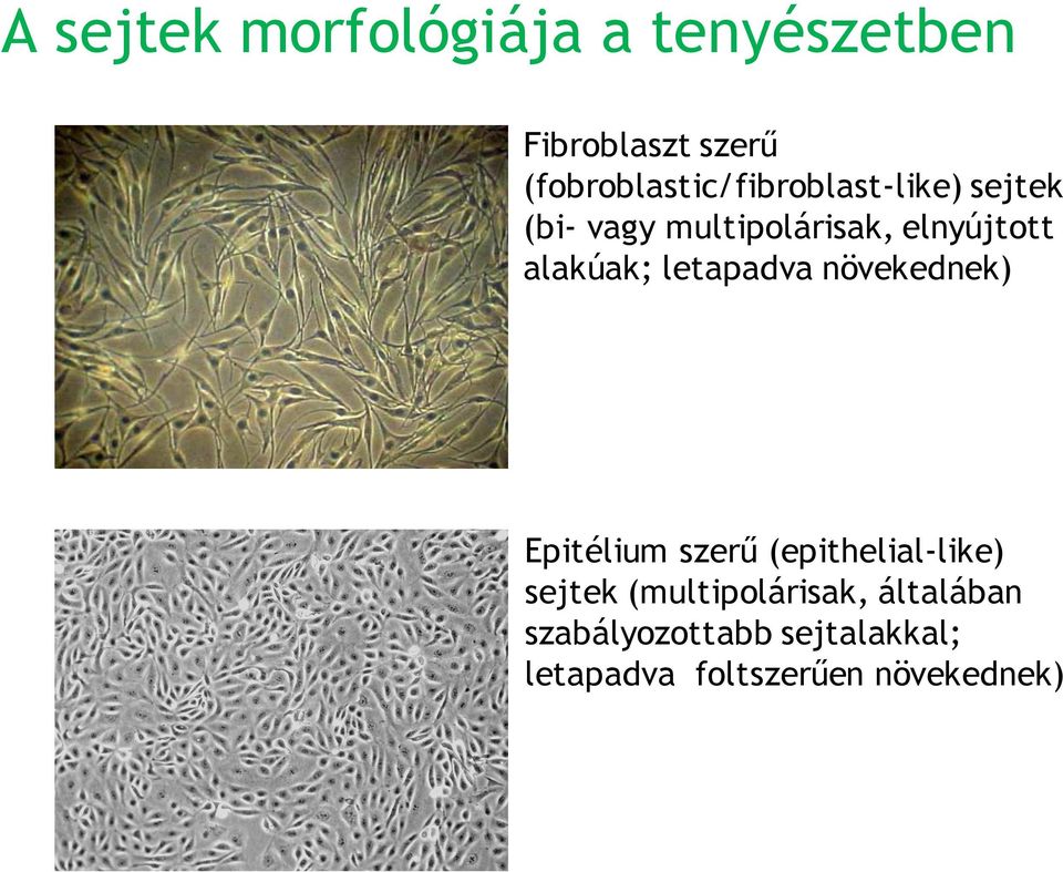 elnyújtott alakúak; letapadva növekednek) Epitélium szerű