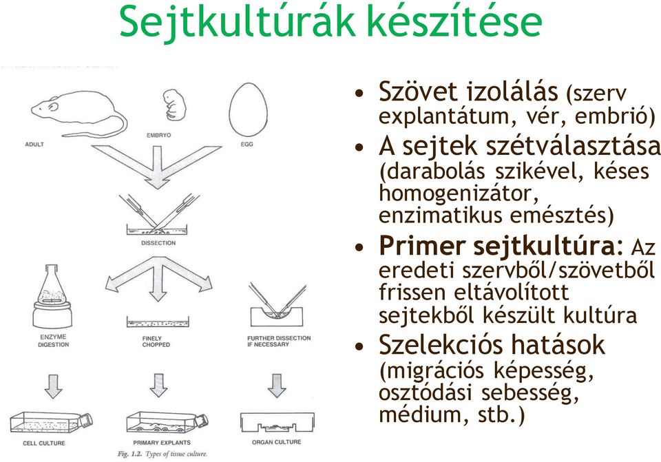 Primer sejtkultúra: Az eredeti szervből/szövetből frissen eltávolított sejtekből