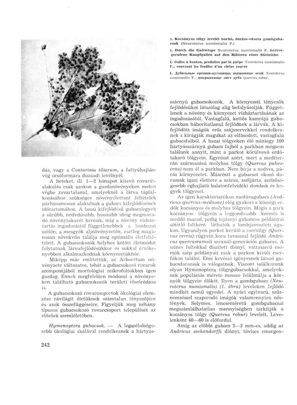 , покрывающе лист дуба Quercus robur. dás, vagy a Contarinia tiliarum, a fattyúhajtásvég orsóformára duzzadt levélnyél. A heteket, ill.