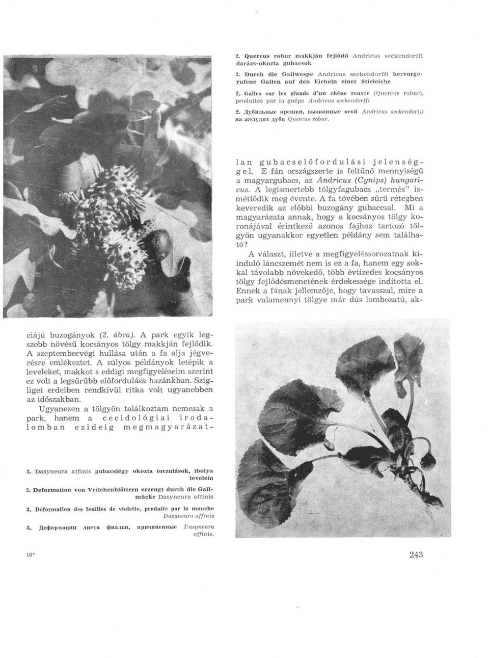 ciájú buzogányok (2. ábra). A park egyik legszebb növésű kocsányos tölgy makkján fejlődik. A szeptembervégi hullása után a fa alja jégverésre emlékeztet.