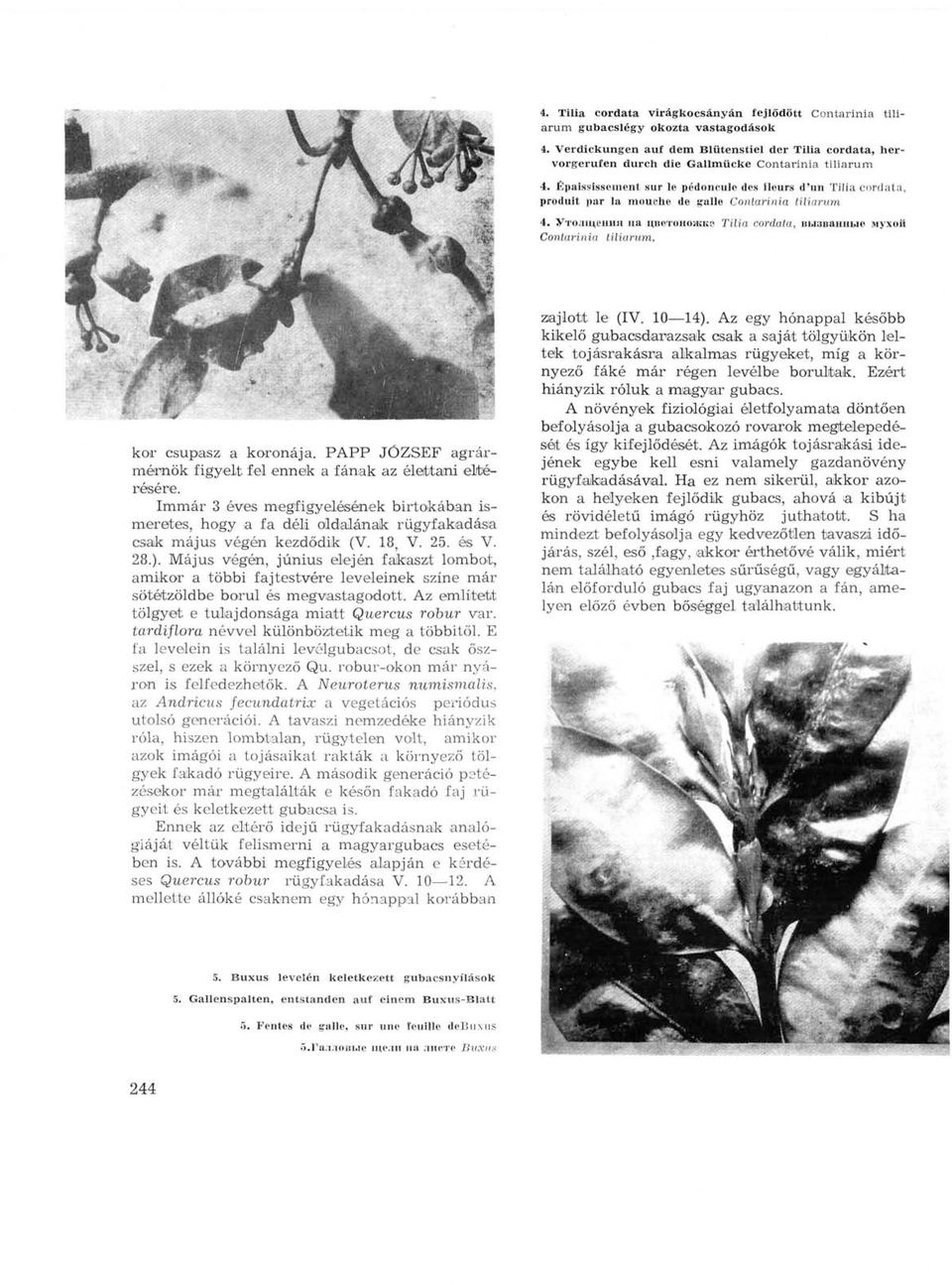 Épaississement sur le pédoncule des fleurs d'un Tilia cordata, produit par la mouche de galle Contarinia tiliarum 4. Утолщения на цветоножке Tilia cordata, вызванные мухой Contarinia tiliarum.