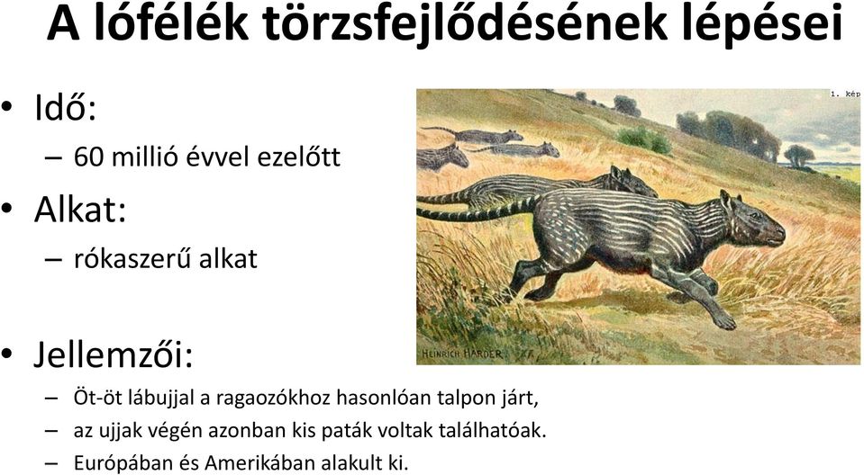 ragaozókhoz hasonlóan talpon járt, az ujjak végén azonban