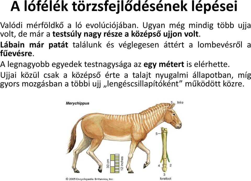 Lábain már patát találunk és véglegesen áttért a lombevésről a fűevésre.