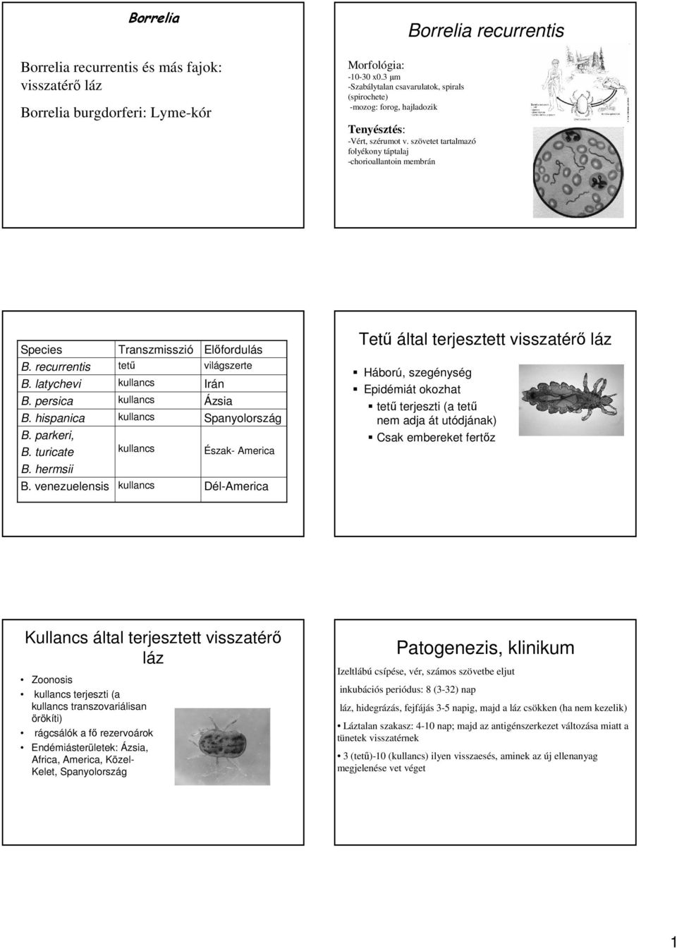 szövetet tartalmazó folyékony táptalaj -chorioallantoin membrán Species Transzmisszió Előfordulás Tetű által terjesztett visszatérő láz B. recurrentis B. latychevi B. persica B. hispanica B.