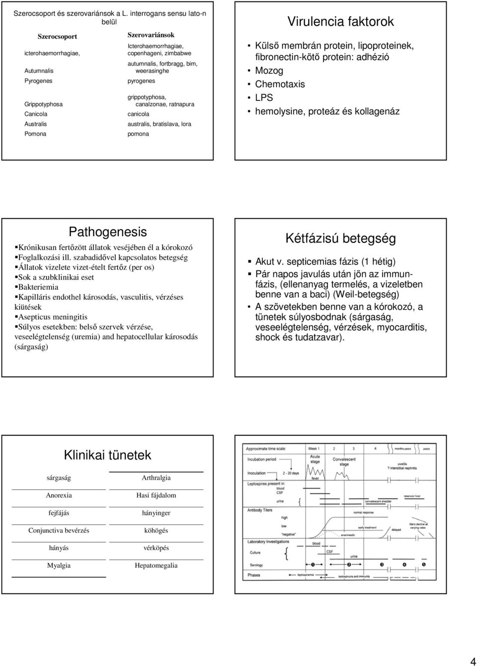 fortbragg, bim, weerasinghe pyrogenes grippotyphosa, canalzonae, ratnapura canicola australis, bratislava, lora pomona Virulencia faktorok Külső membrán protein, lipoproteinek, fibronectin-kötő