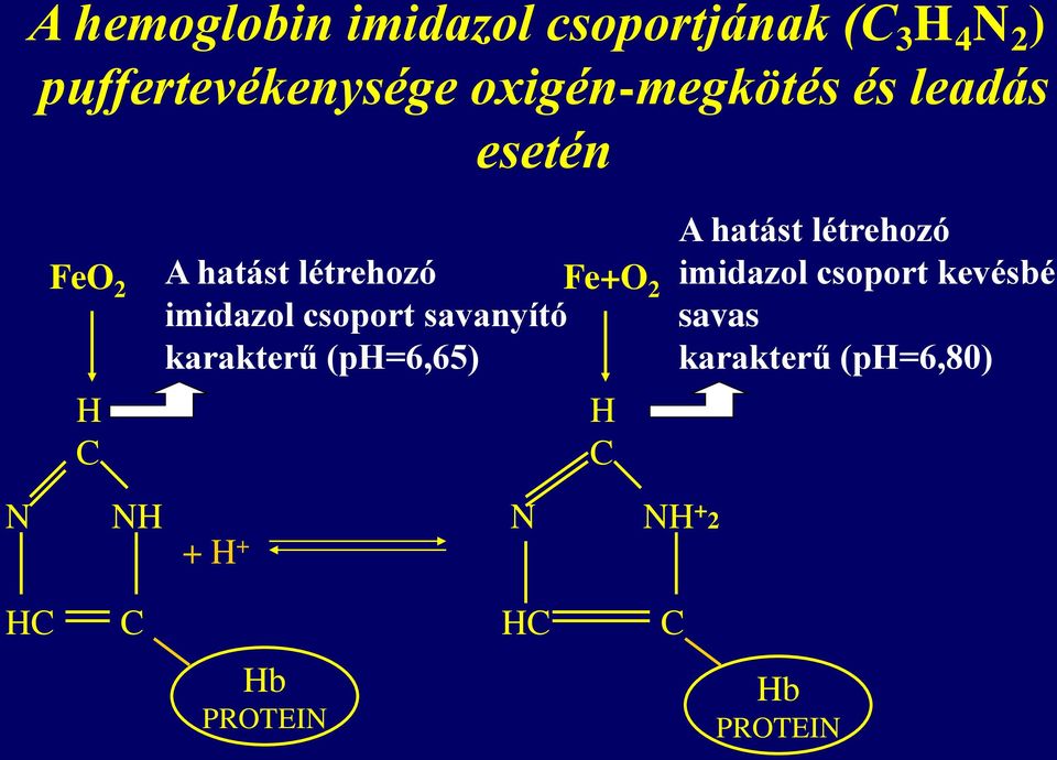 imidazol csoport savanyító karakterű (ph=6,65) + H + N H C A hatást létrehozó