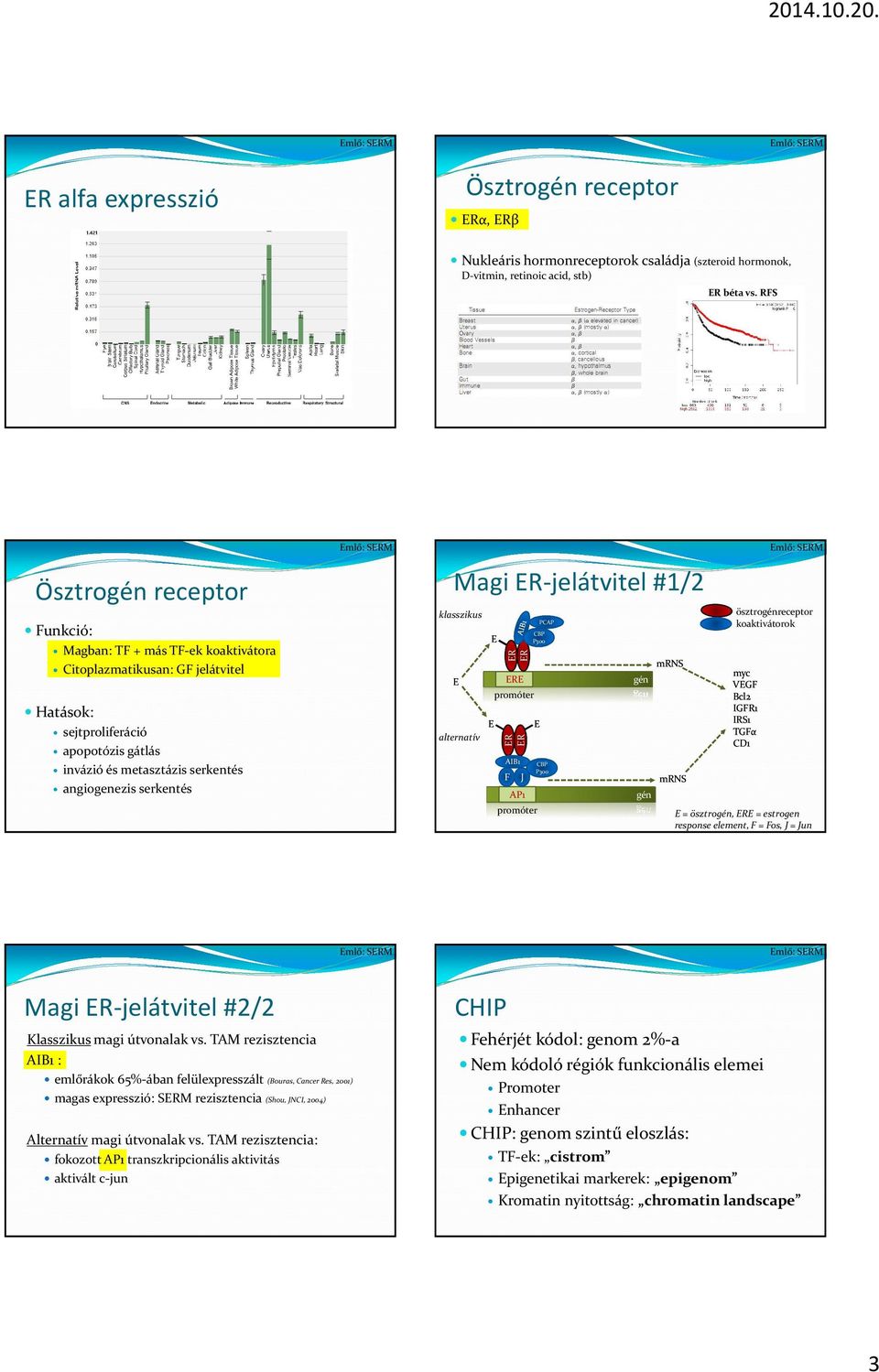 serkentés Magi -jelátvitel#1/2 klasszikus E alternatív E E E promóter AIB1 F J AP1 E promóter CBP P300 PCAP CBP P300 gén gén mrns mrns ösztrogénreceptor koaktivátorok myc VEGF Bcl2 IGFR1 IRS1 TGFα