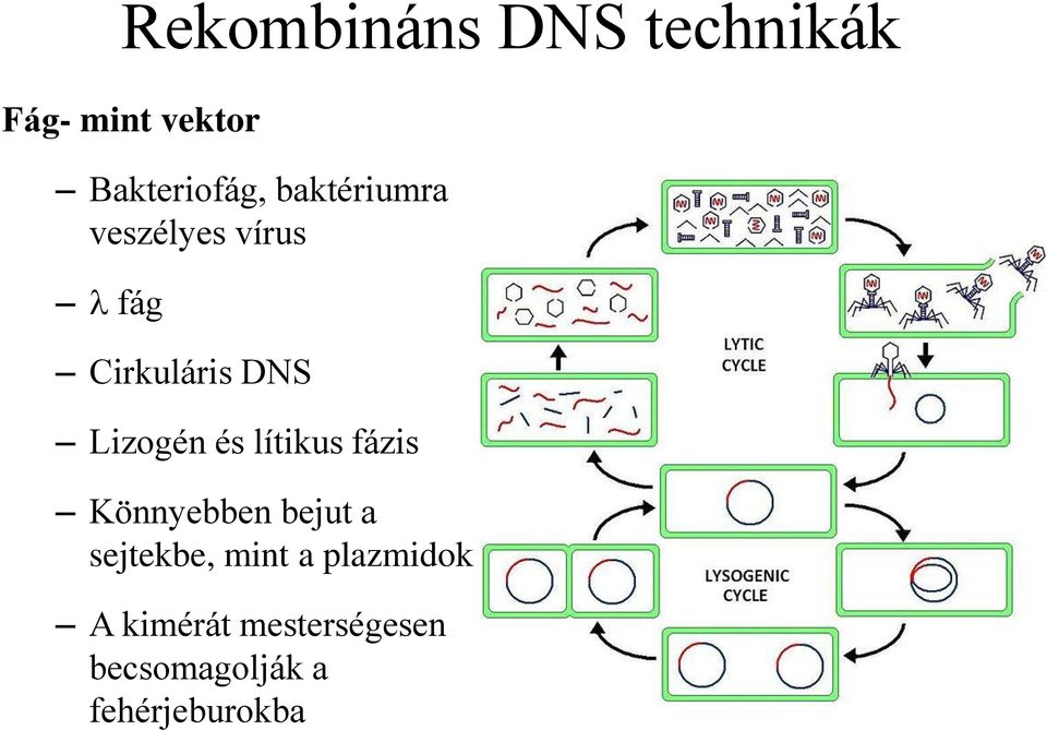 lítikus fázis Könnyebben bejut a sejtekbe, mint a