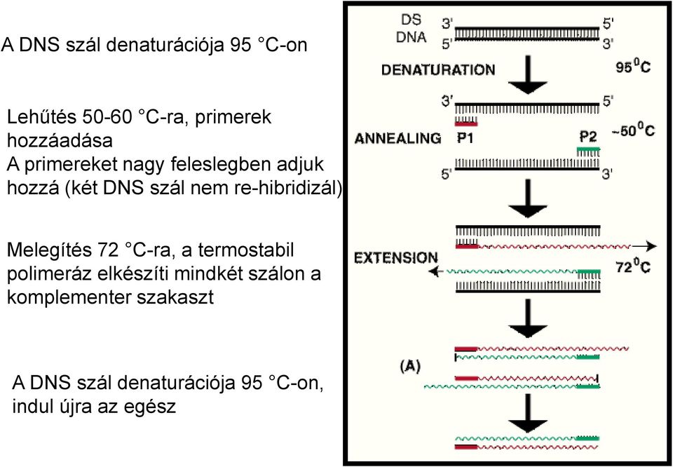 re-hibridizál) Melegítés 72 C-ra, a termostabil polimeráz elkészíti