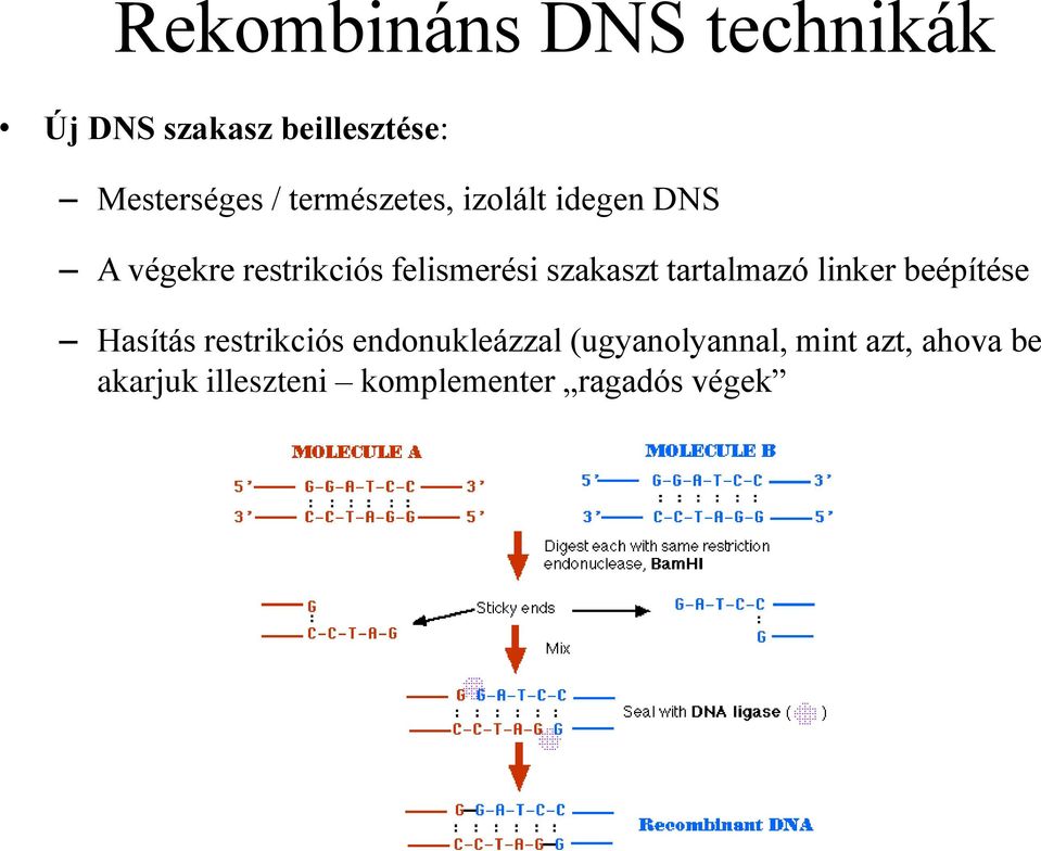 szakaszt tartalmazó linker beépítése Hasítás restrikciós endonukleázzal