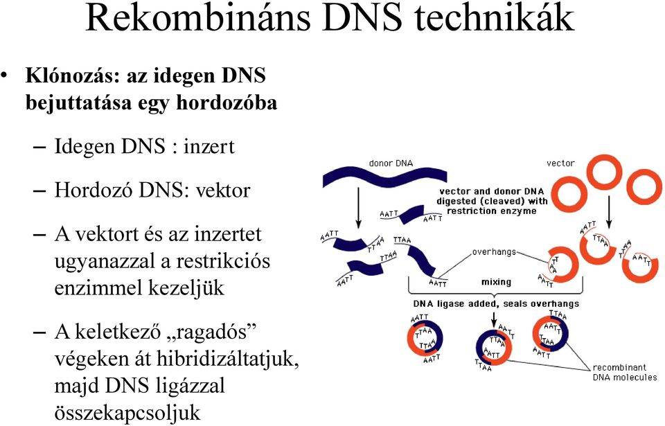 inzertet ugyanazzal a restrikciós enzimmel kezeljük A keletkező
