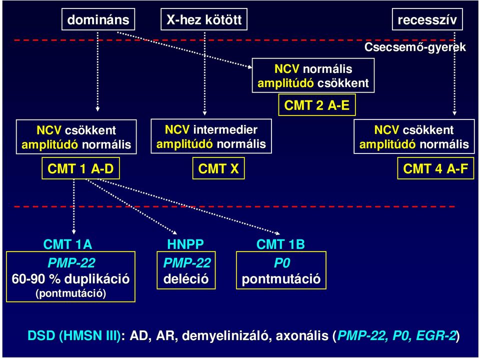 CMT X NCV csökkent amplitúdó normális CMT 4 A-FA CMT 1A PMP-22 60-90 % duplikáci (pontmutá)