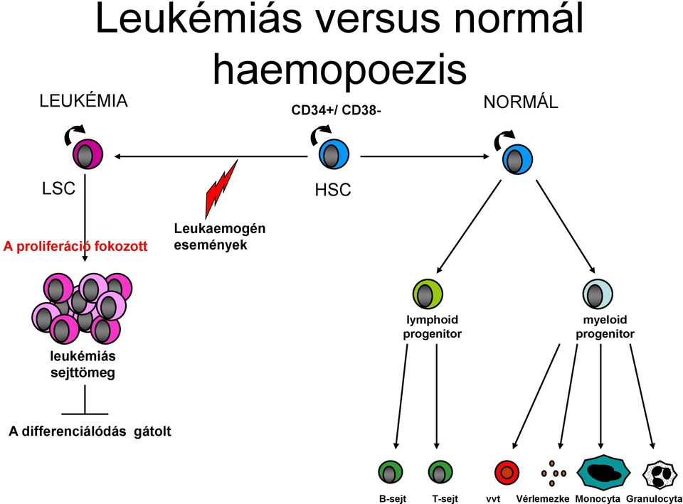 leukémiás sejttömeg lymphoid progenitor myeloid progenitor A