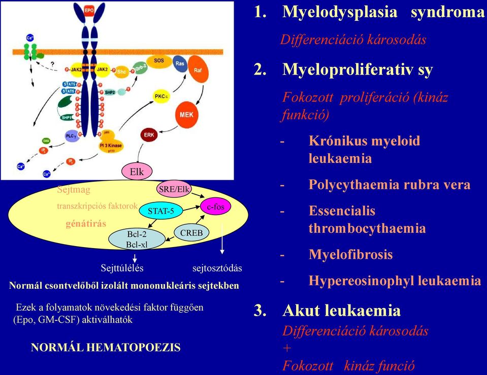 aktiválhatók NORMÁL HEMATOPOEZIS 2.