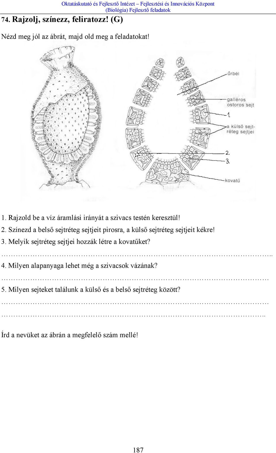 Színezd a belső sejtréteg sejtjeit pirosra, a külső sejtréteg sejtjeit kékre! 3.