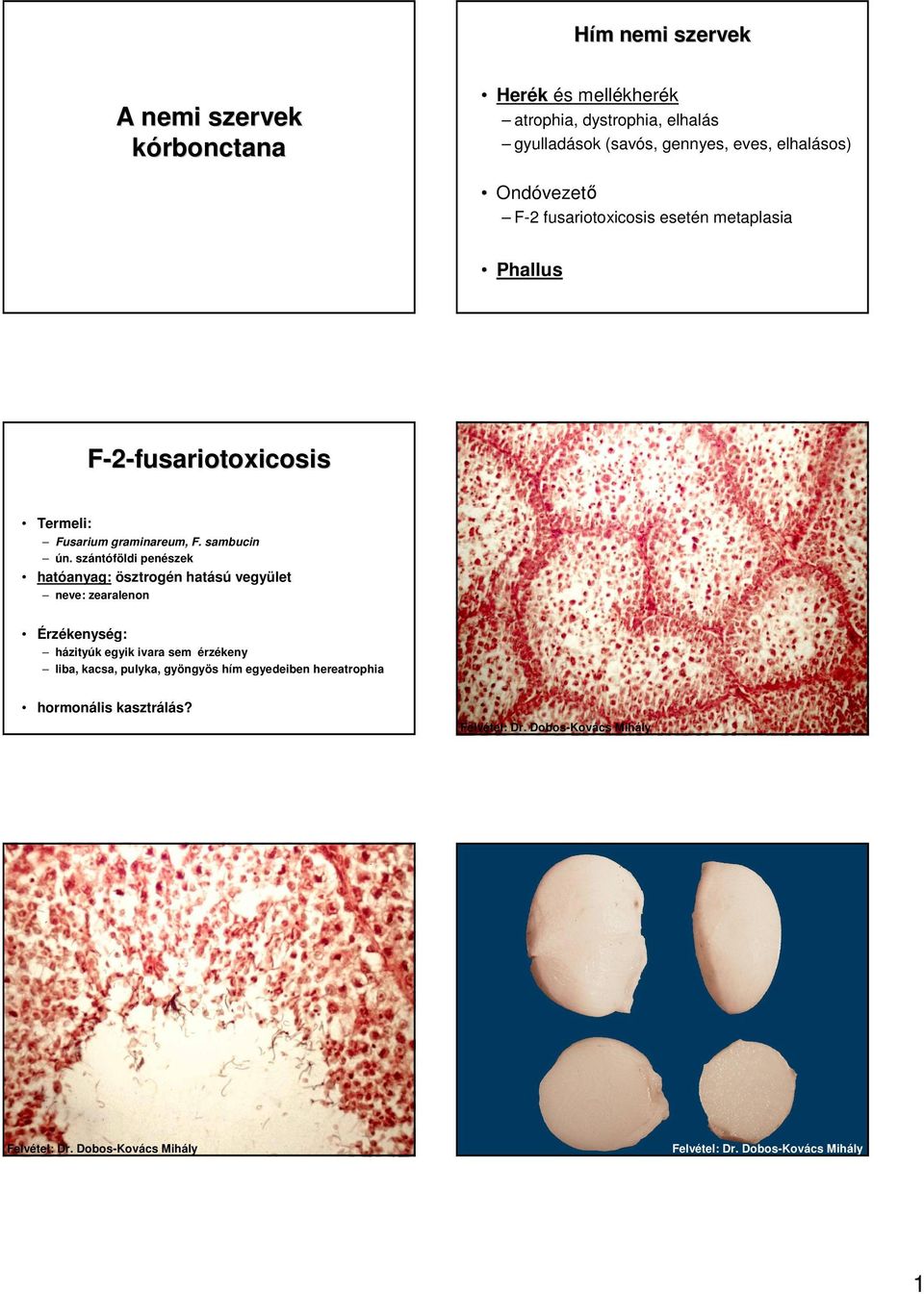 A nemi szervek kórbonctana. F-2-fusariotoxicosis. Hím m nemi szervek. Herék  és mellékherék. Ondóvezetı. Phallus - PDF Ingyenes letöltés