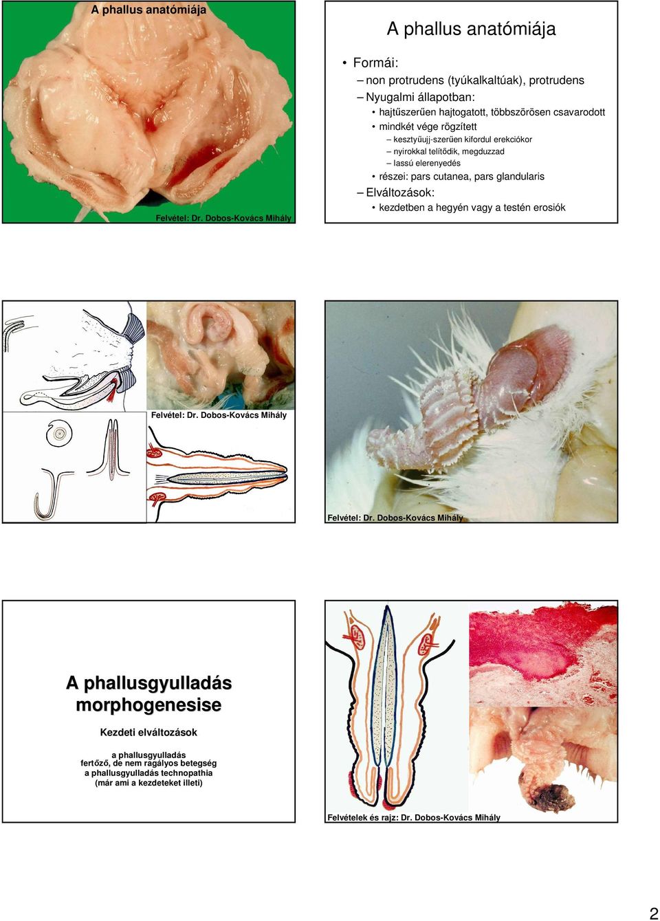 pars cutanea, pars glandularis Elváltozások: kezdetben a hegyén vagy a testén erosiók A phallusgyulladás morphogenesise Kezdeti elváltozások a