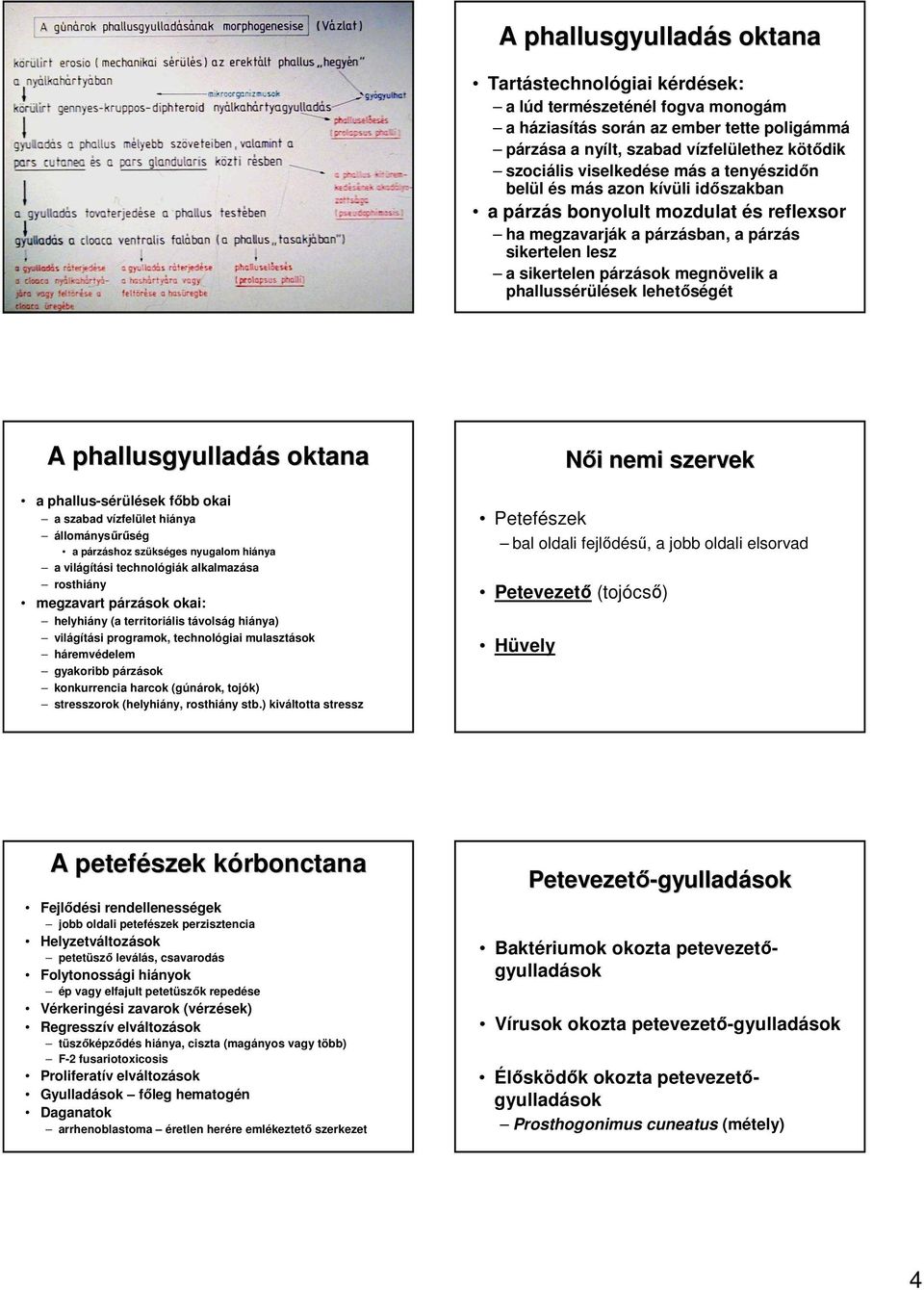 phallussérülések lehetıségét A phallusgyulladás s oktana a phallus-sérülések fıbb okai a szabad vízfelület hiánya állománysőrőség a párzáshoz szükséges nyugalom hiánya a világítási technológiák