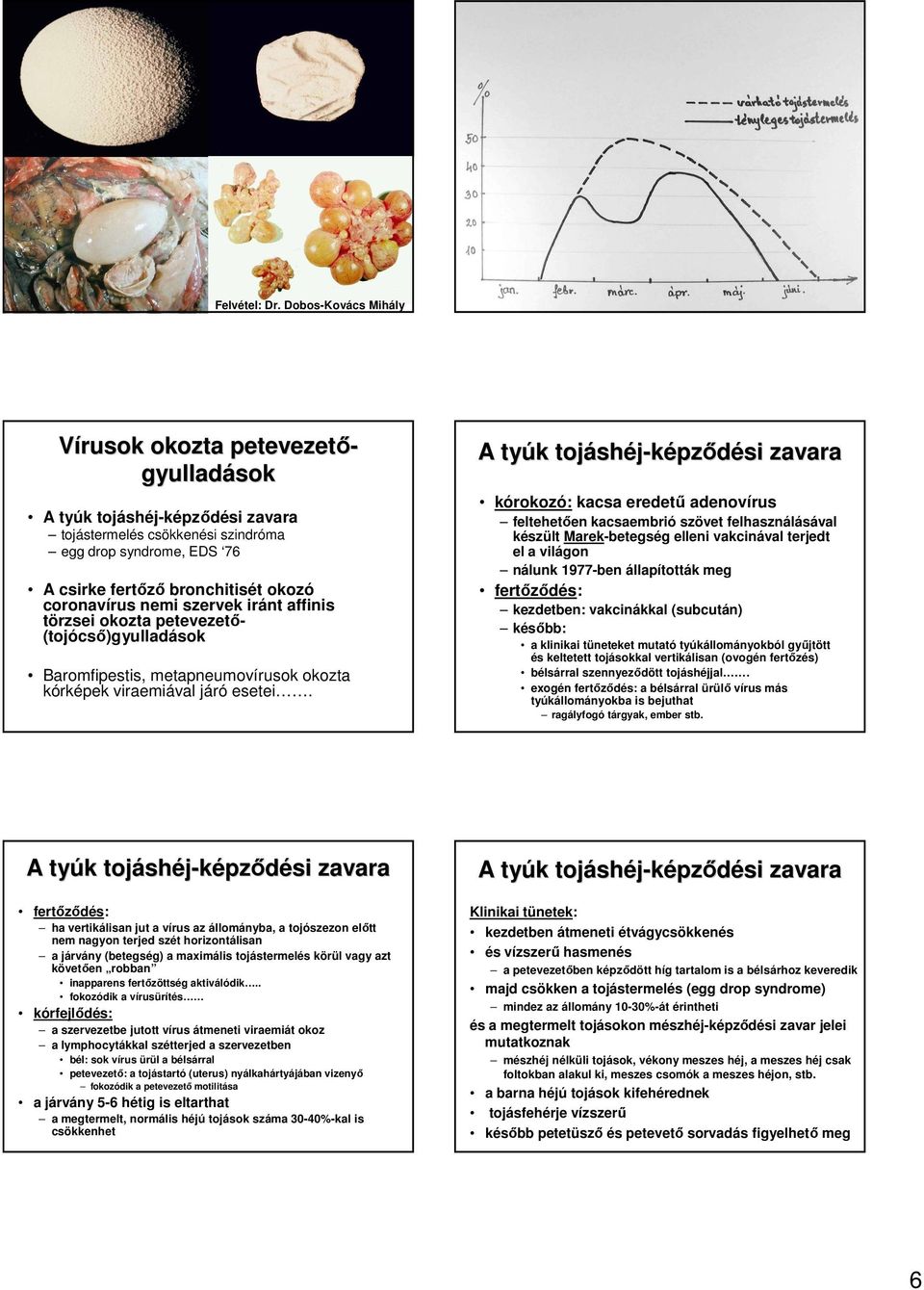 A tyúk k tojásh shéj-képzıdési zavara kórokozó: kacsa eredető adenovírus feltehetıen kacsaembrió szövet felhasználásával készült Marek-betegség elleni vakcinával terjedt el a világon nálunk 1977-ben