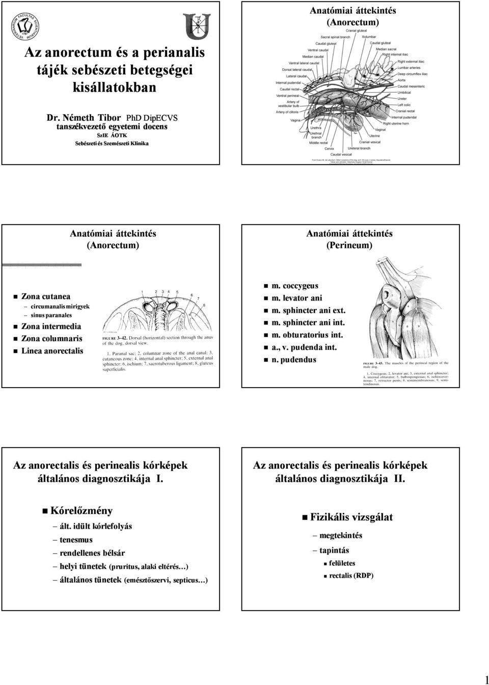 sinus paranales Zona intermedia Zona columnaris Linea anorectalis m. coccygeus m. levator ani m. sphincter ani ext. m. sphincter ani int. m. obturatorius int. a., v. pudenda int. n.