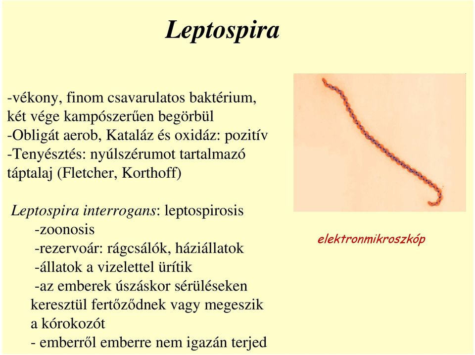 leptospirosis -zoonosis -rezervoár: rágcsálók, háziállatok -állatok a vizelettel ürítik -az emberek úszáskor