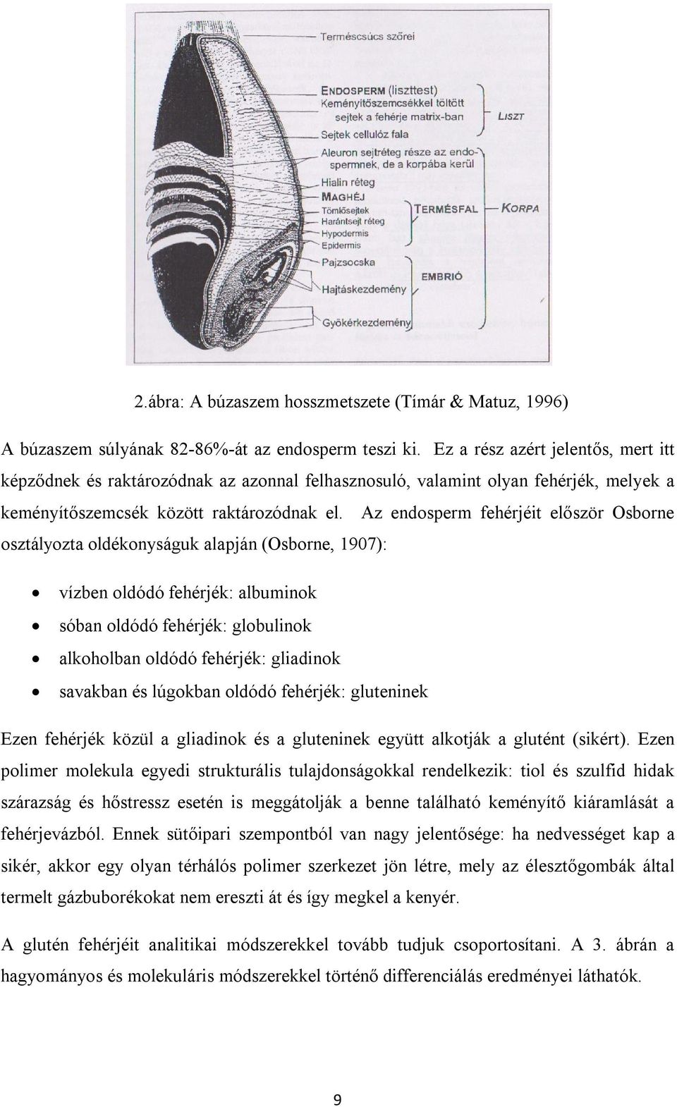 Az endosperm fehérjéit először Osborne osztályozta oldékonyságuk alapján (Osborne, 1907): vízben oldódó fehérjék: albuminok sóban oldódó fehérjék: globulinok alkoholban oldódó fehérjék: gliadinok