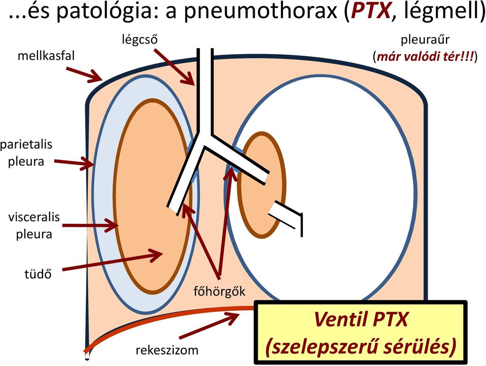 !!) parietalis pleura visceralis pleura tüdő