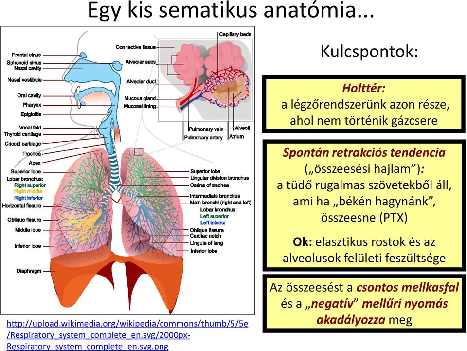 hajlam ): a tüdő rugalmas szövetekből áll, ami ha békén hagynánk, összeesne (PTX) Ok: elasztikus rostok és az alveolusok
