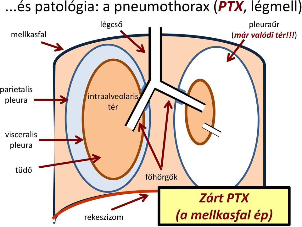 !!) parietalis pleura intraalveolaris tér