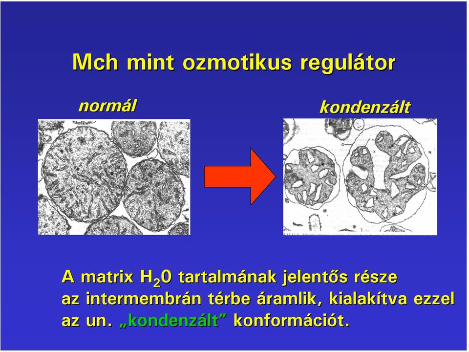 jelentős része az intermembrán térbe