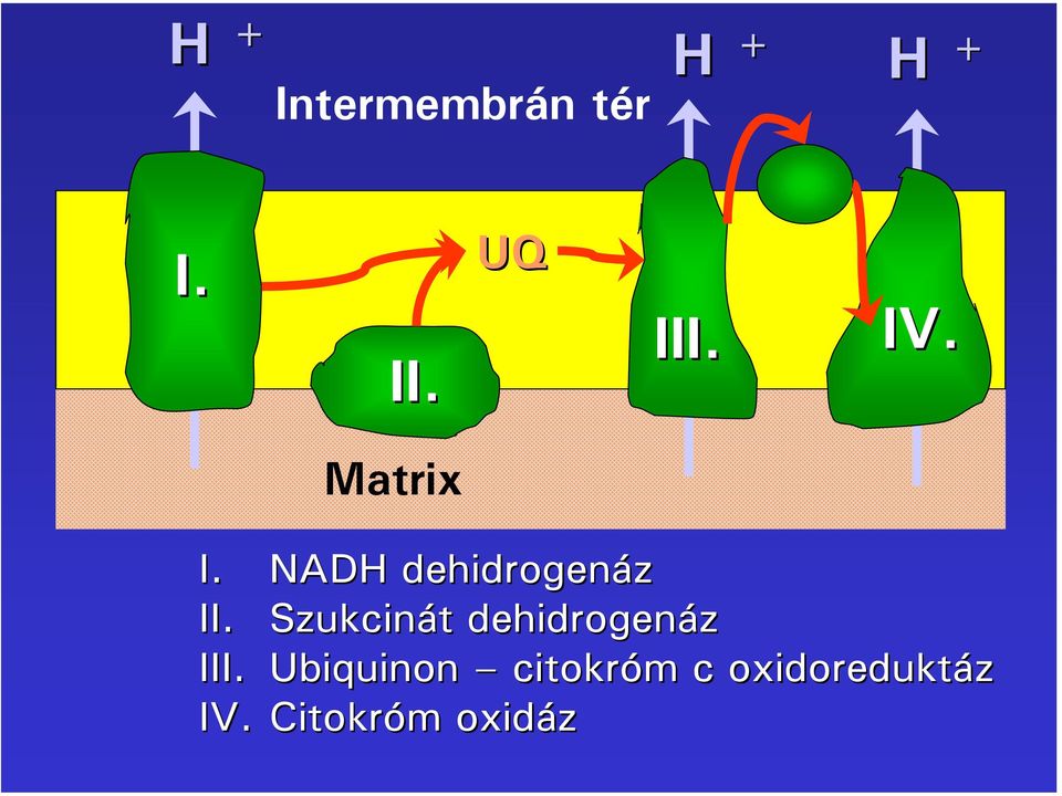 Szukcinát dehidrogenáz III.