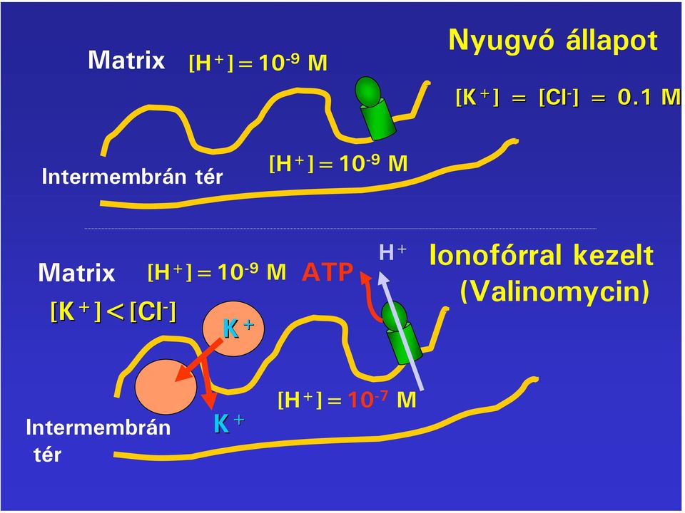 1 M Intermembrán tér [H + ]=10-9 M Matrix [K +